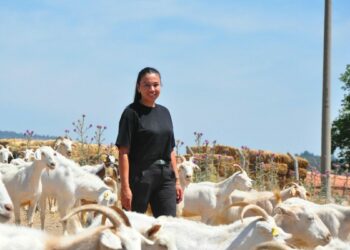 Hayali olan keçi peyniri markası için şehir hayatını bırakıp köyüne döndü