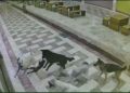 Sahipsiz köpeklerin saldırdığı kedi öldü