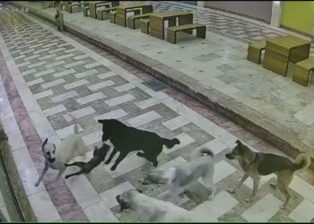 Sahipsiz köpeklerin saldırdığı kedi öldü