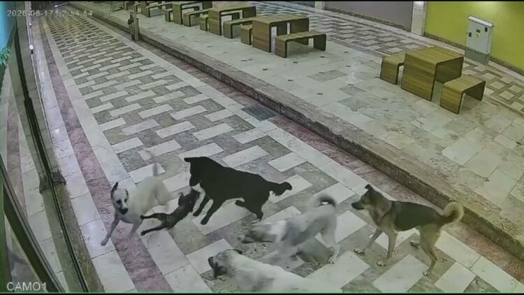 Sahipsiz köpeklerin saldırdığı kedi öldü