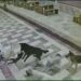 Sahipsiz köpeklerin saldırdığı kedi öldü