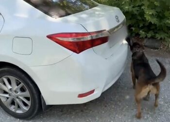 Muğla’da otomobilde 5 kilo 670 gram skunk ele geçirildi: 1 tutuklama