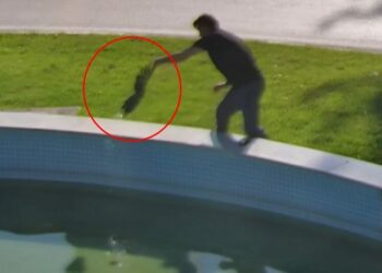 Süs havuzuna düşen karganın kurtarılma anı kamerada