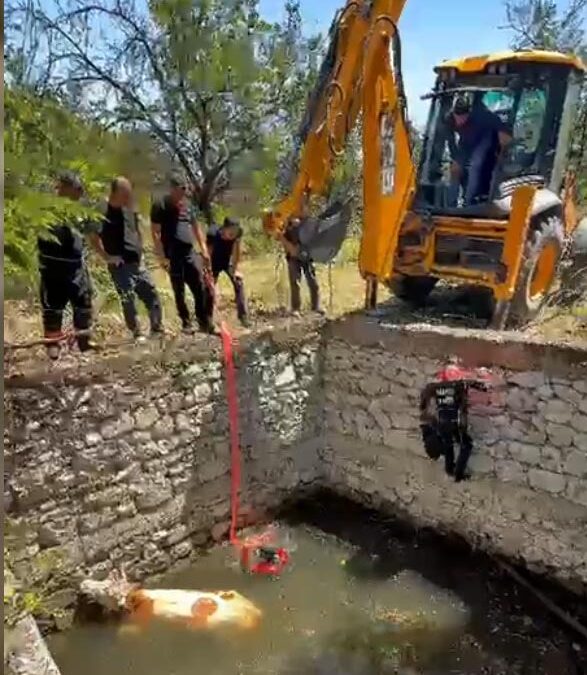 Malatya'da sulama havuzuna düşen inek, halatla çıkarılıp kurtarıldı