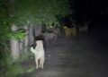 Kızılcahamam’da başıboş köpeklerin, ayılarla karşı karşıya geldiği anlar kamerada