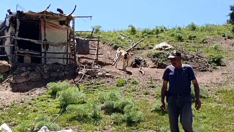 17 yaşından beri yılın 6 ayını yaylada tek başına geçiriyor
