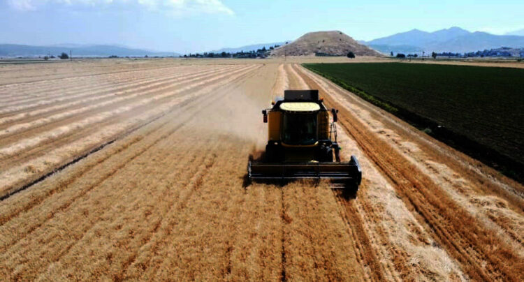 Gaziantep'te buğday ve arpa hasadı; rekolte beklentisi yüksek
