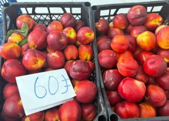 Hatay'da bahçede 15 TL'ye satılan şeftali pazarda 60 TL