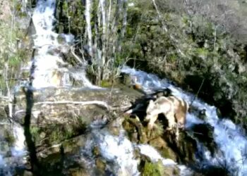 Tunceli'de şelaleden geçen yaban hayvanları fotokapana yakalandı