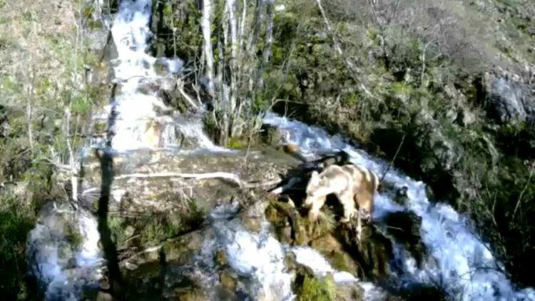 Tunceli'de şelaleden geçen yaban hayvanları fotokapana yakalandı
