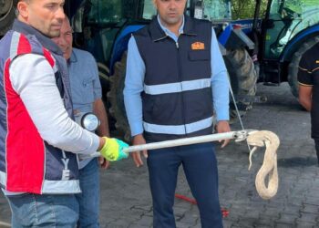 Vinçle kaldırılan otomobilin motor bölümündeki yılan çıkarıldı