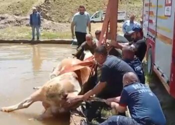 Düştüğü havuzda çamura saplanan inek kurtarıldı