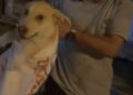 Çuvala koyulan köpeği, hayvansever kadın kurtardı