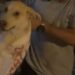 Çuvala koyulan köpeği, hayvansever kadın kurtardı