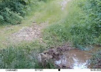 Küre Dağları Milli Parkı'ndaki yaban hayatı fotokapanla görüntülendi