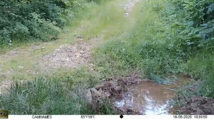 Küre Dağları Milli Parkı'ndaki yaban hayatı fotokapanla görüntülendi