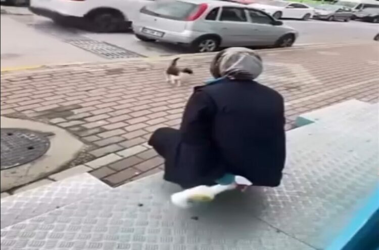 Kedinin yüzüne sprey sıkan market çalışanı beraat etti