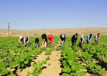 Şanlıurfa’dan 600 kilometre yol gelen tarım işçilerinin zorlu mesaisi