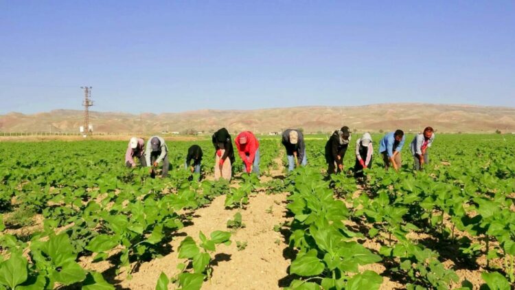 Şanlıurfa’dan 600 kilometre yol gelen tarım işçilerinin zorlu mesaisi