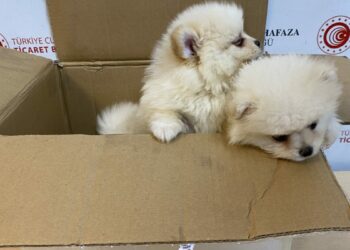 Kapıkule'de 'Pomeranian' cinsi 6 köpek yavrusu ele geçirildi