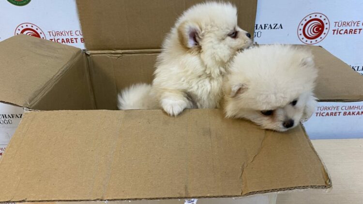Kapıkule'de 'Pomeranian' cinsi 6 köpek yavrusu ele geçirildi