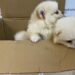 Kapıkule'de 'Pomeranian' cinsi 6 köpek yavrusu ele geçirildi