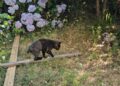 Öğretmenler vücudunda kırıklar olan kediyi aralarında para toplayıp tedavi ettirdi