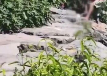 Avcılar'da köpeğe şiddet uygulayan şüpheli tutuklandı
