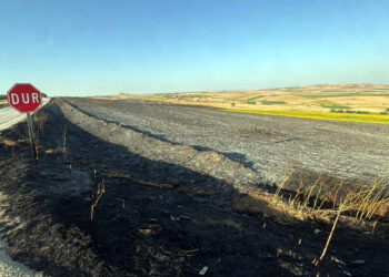Tekirdağ'da yangında 350 dönüm buğday ekili alan zarar gördü