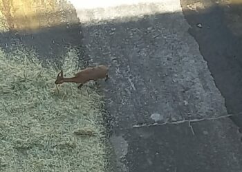 Barajın su tahliye savağına düşen 3 yaban keçisi kurtarıldı