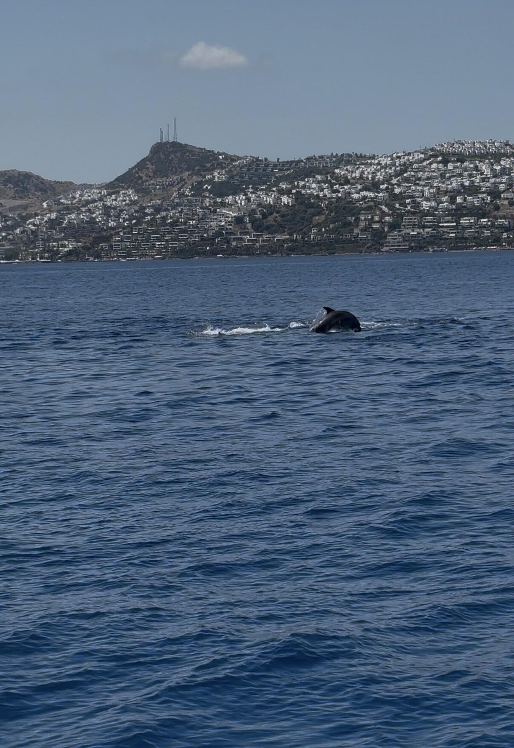 Bodrum'da denizden 2 bin metrekare hayalet ağ çıkarıldı