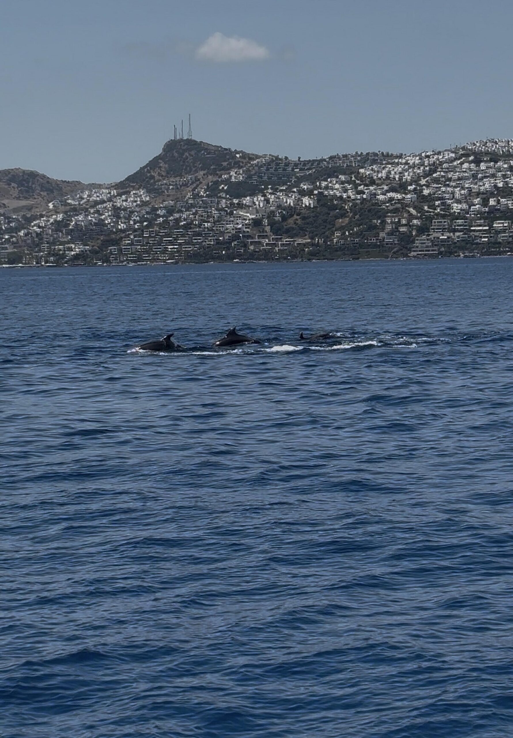 Bodrum'da denizden 2 bin metrekare hayalet ağ çıkarıldı