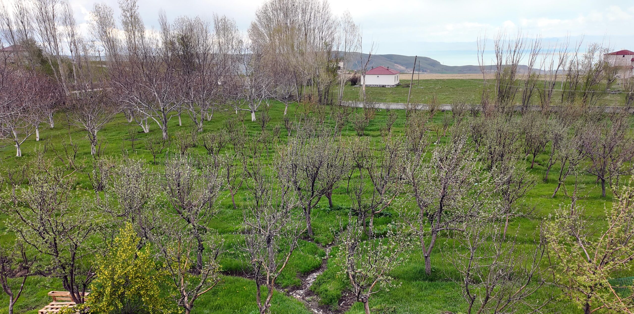Diş hekimi, memleketine 2 bin ceviz fidanı dikti