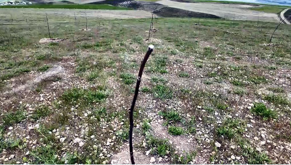 Diş hekimi, memleketine 2 bin ceviz fidanı dikti