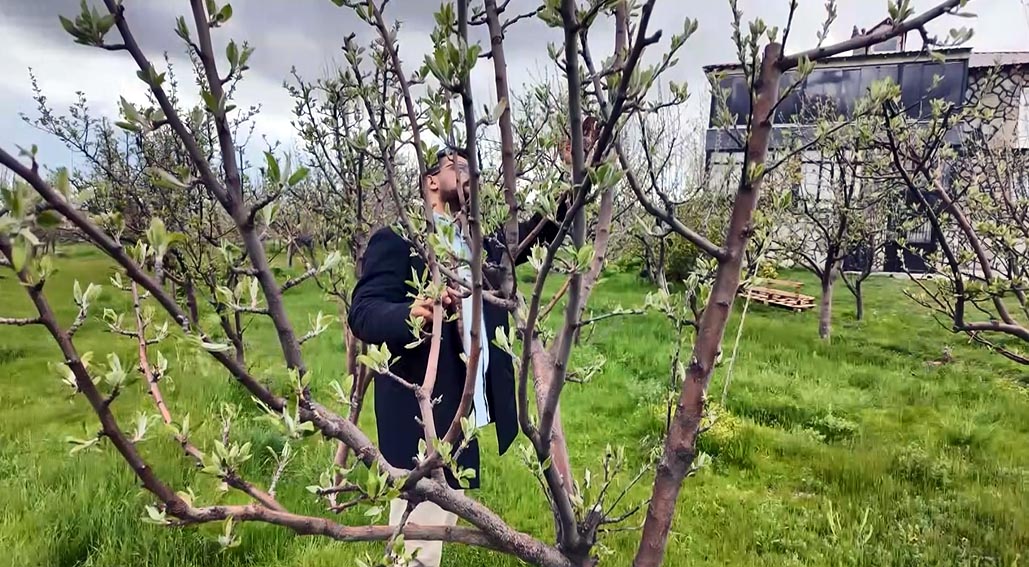 Diş hekimi, memleketine 2 bin ceviz fidanı dikti
