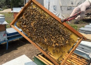 Arıcılara uyarı: Ambar hapından uzak durun, ölümcül olabilir