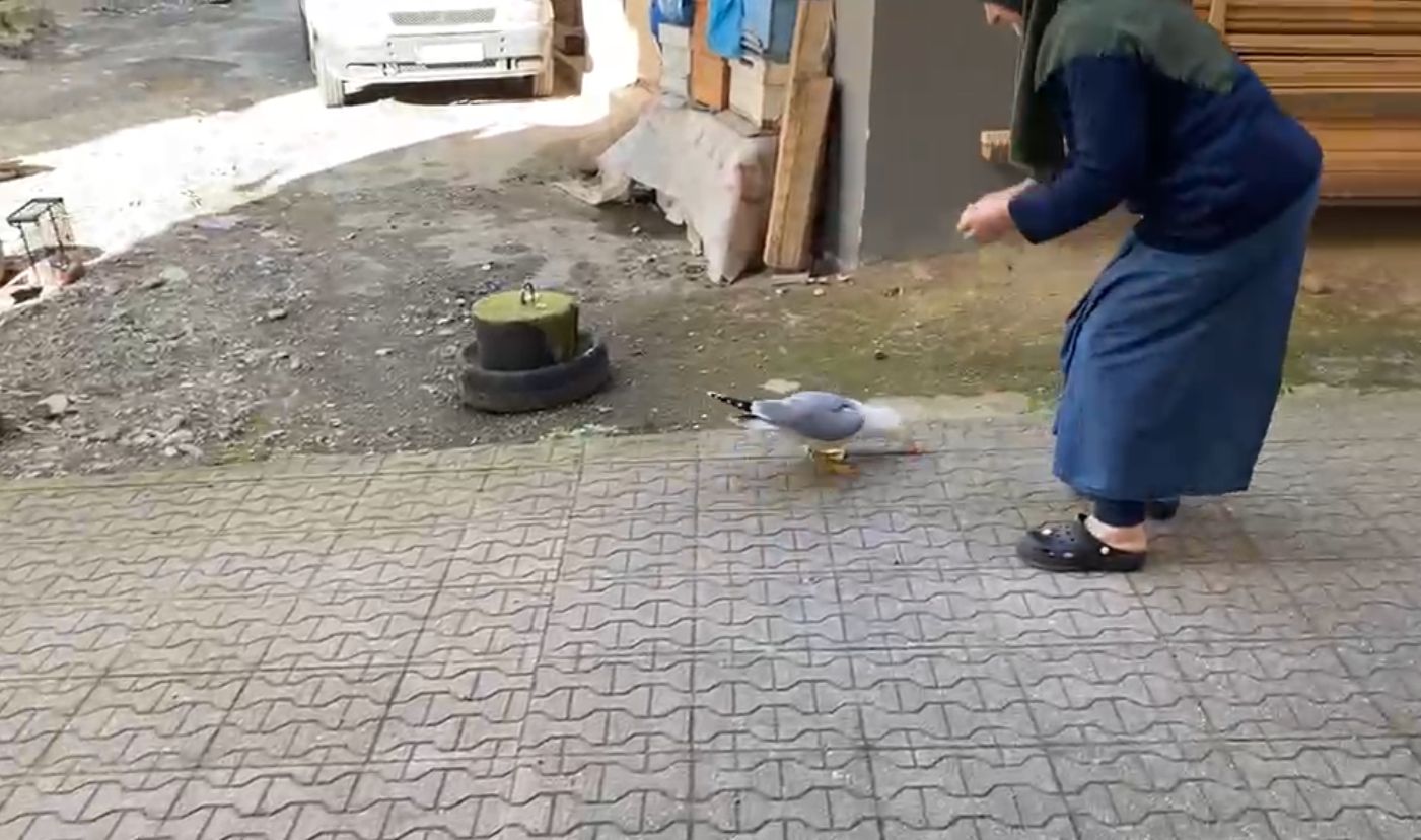 Hayvanlara dokunma korkusunu martıyla bağ kurup yendi