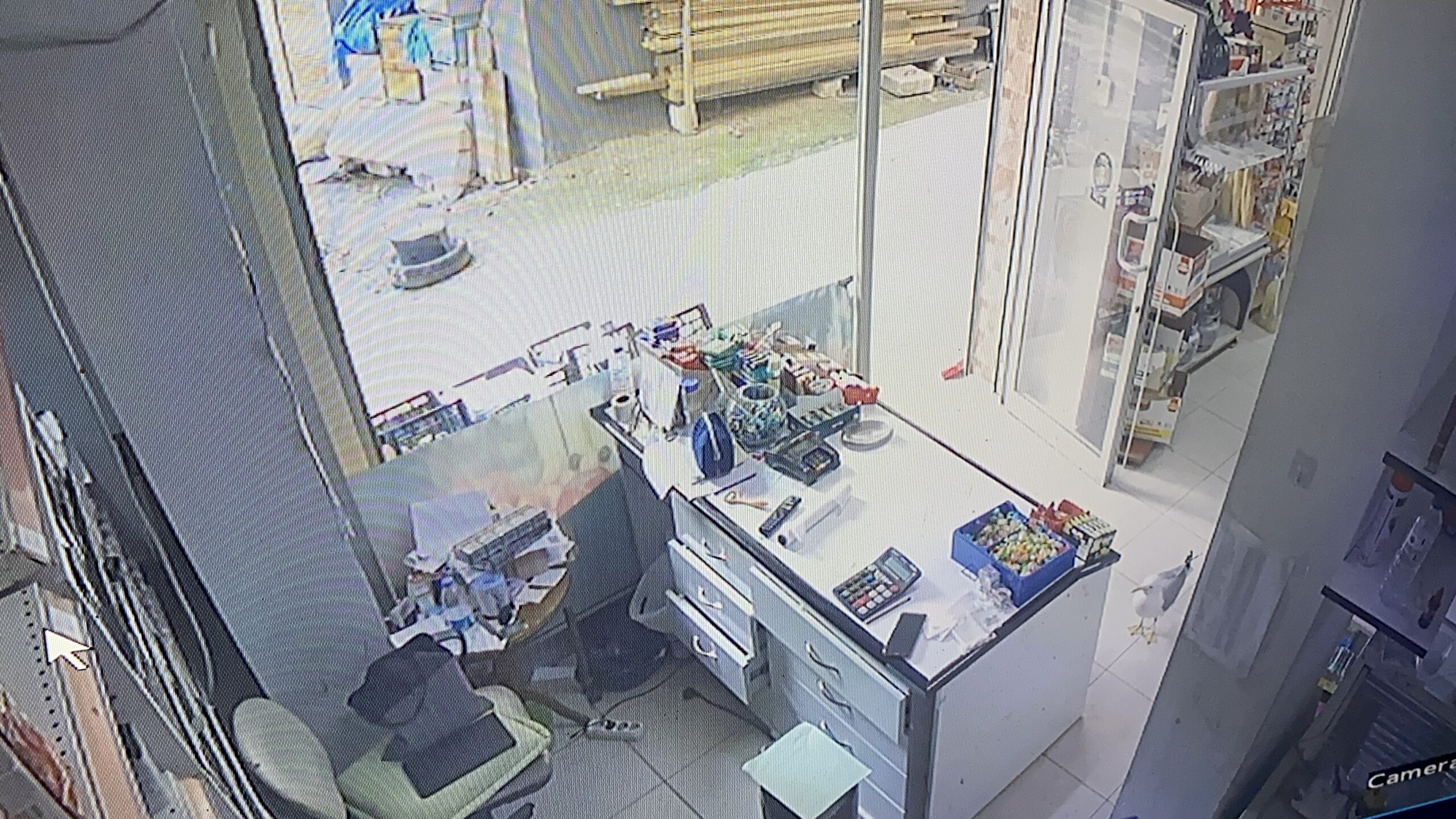 Hayvanlara dokunma korkusunu martıyla bağ kurup yendi