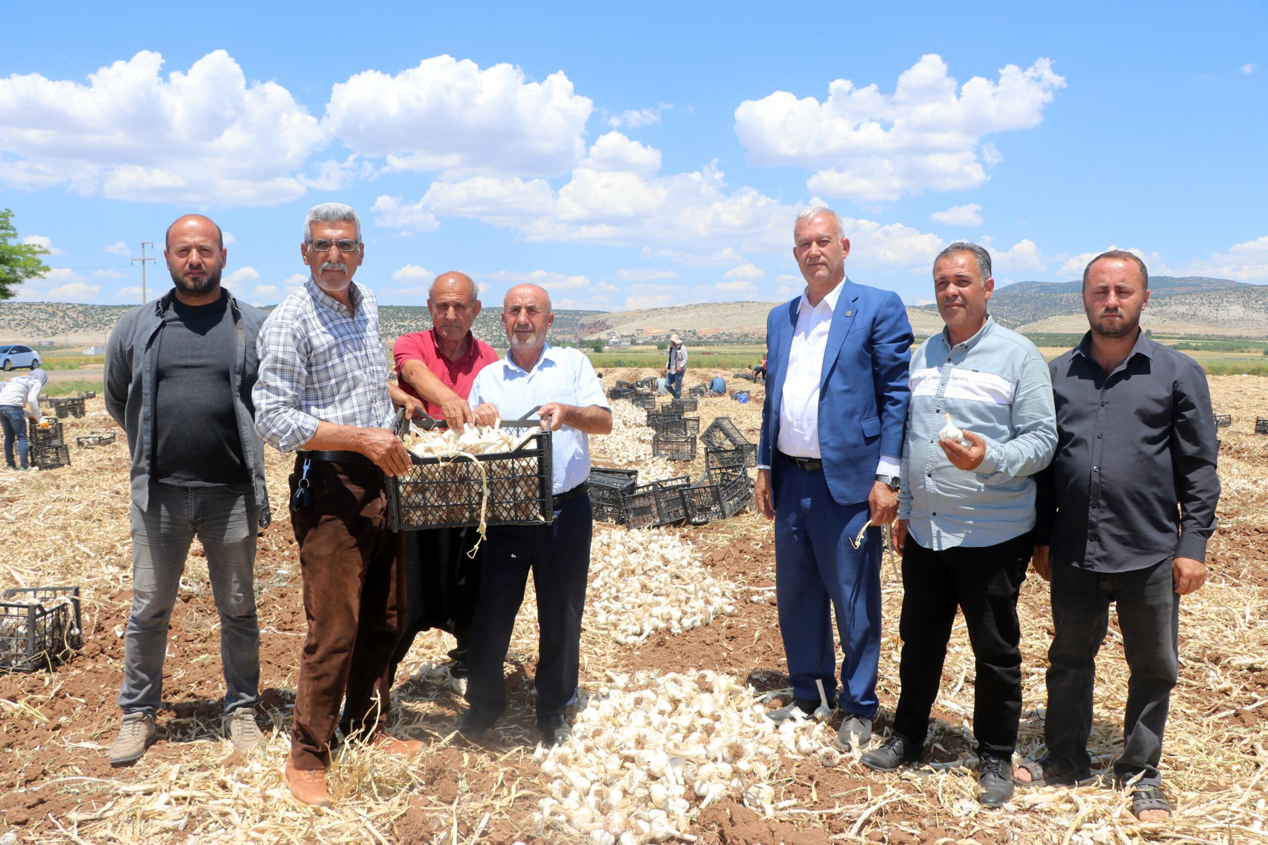 Coğrafi işaretli Araban sarımsağının hasadı başladı
