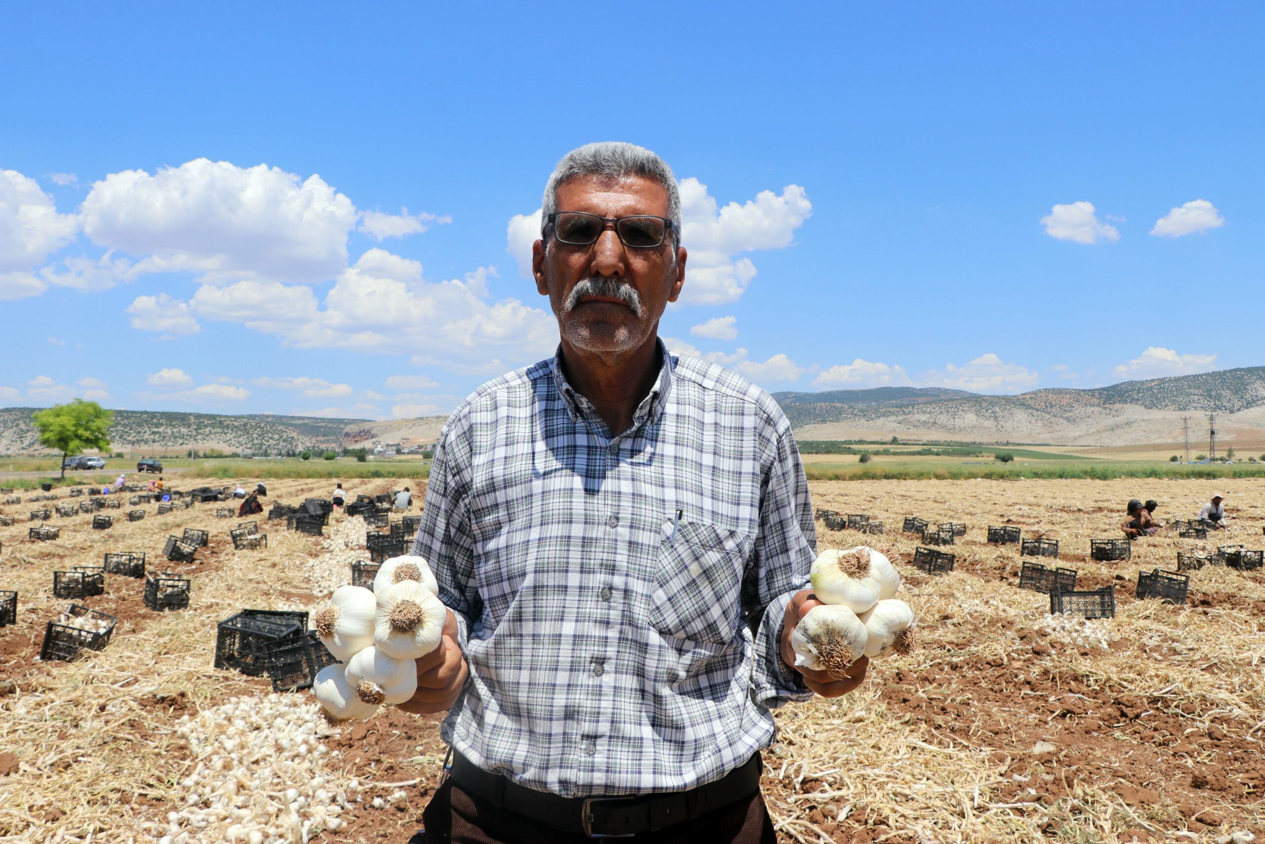 Coğrafi işaretli Araban sarımsağının hasadı başladı