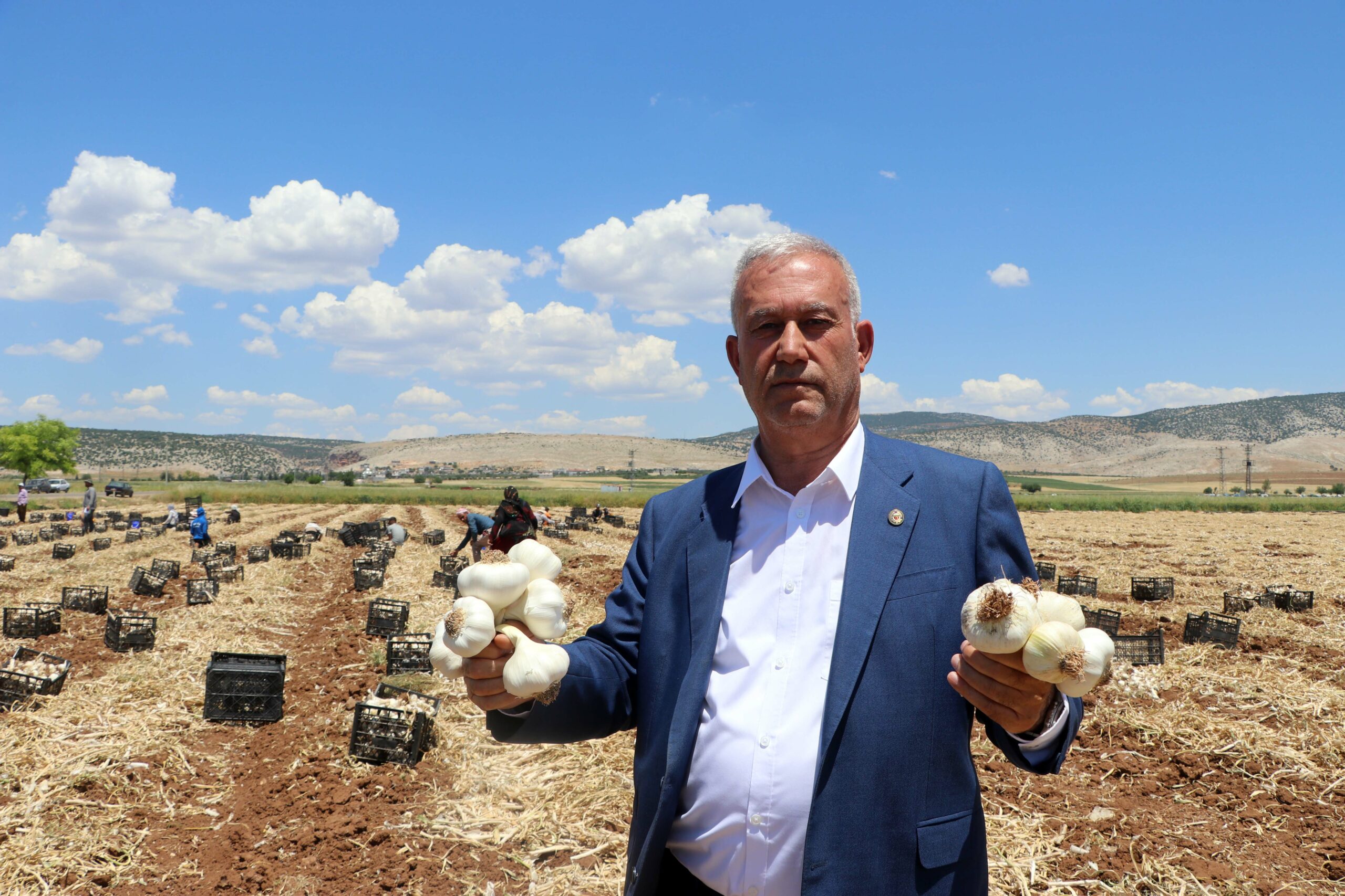 Coğrafi işaretli Araban sarımsağının hasadı başladı