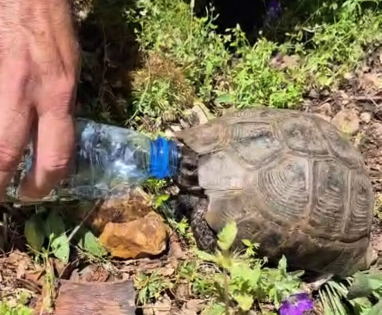 Susuz kalan kaplumbağa ile suyunu paylaştı