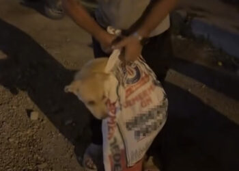 Çuvala koyulan köpeği, hayvansever kadın kurtardı