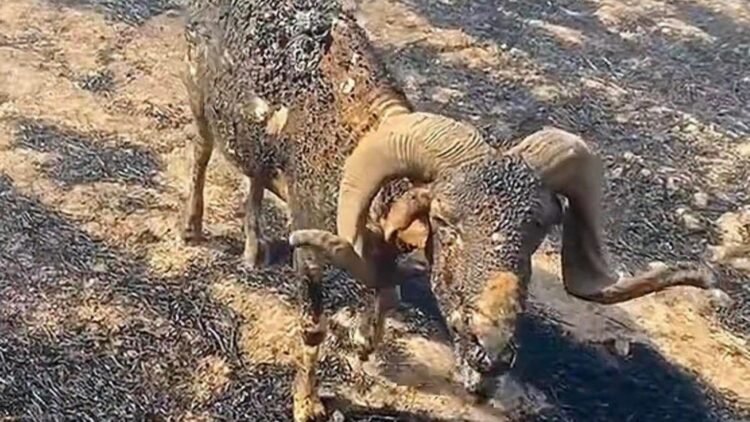Şanlıurfa'da anız yangınları