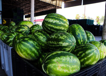 Kilosu 5 TL'ye düşen karpuz, marketlerde 17 TL
