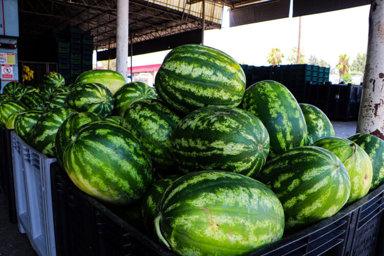 Kilosu 5 TL'ye düşen karpuz, marketlerde 17 TL