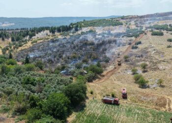 Muğla'da maki yangını; alevlerden kaçan kaplumbağa taşların arasına sığındı