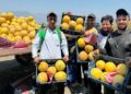 Hatay’da kavun hasadı başladı; tarlada kilosu 22 TL