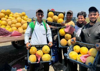 Hatay’da kavun hasadı başladı; tarlada kilosu 22 TL