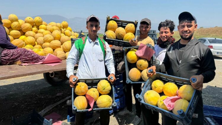 Hatay’da kavun hasadı başladı; tarlada kilosu 22 TL